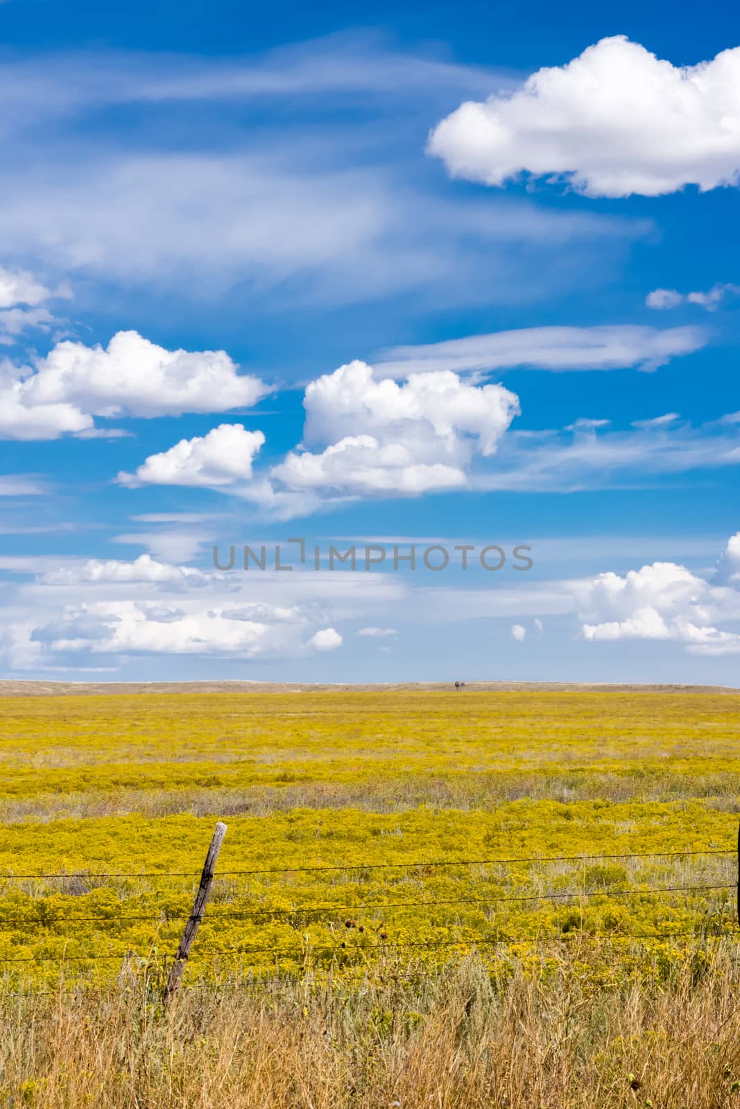 Bright yellow Arizona farmland landscape stretching to horizon and intense blue sky with white puffy cumulus clouds