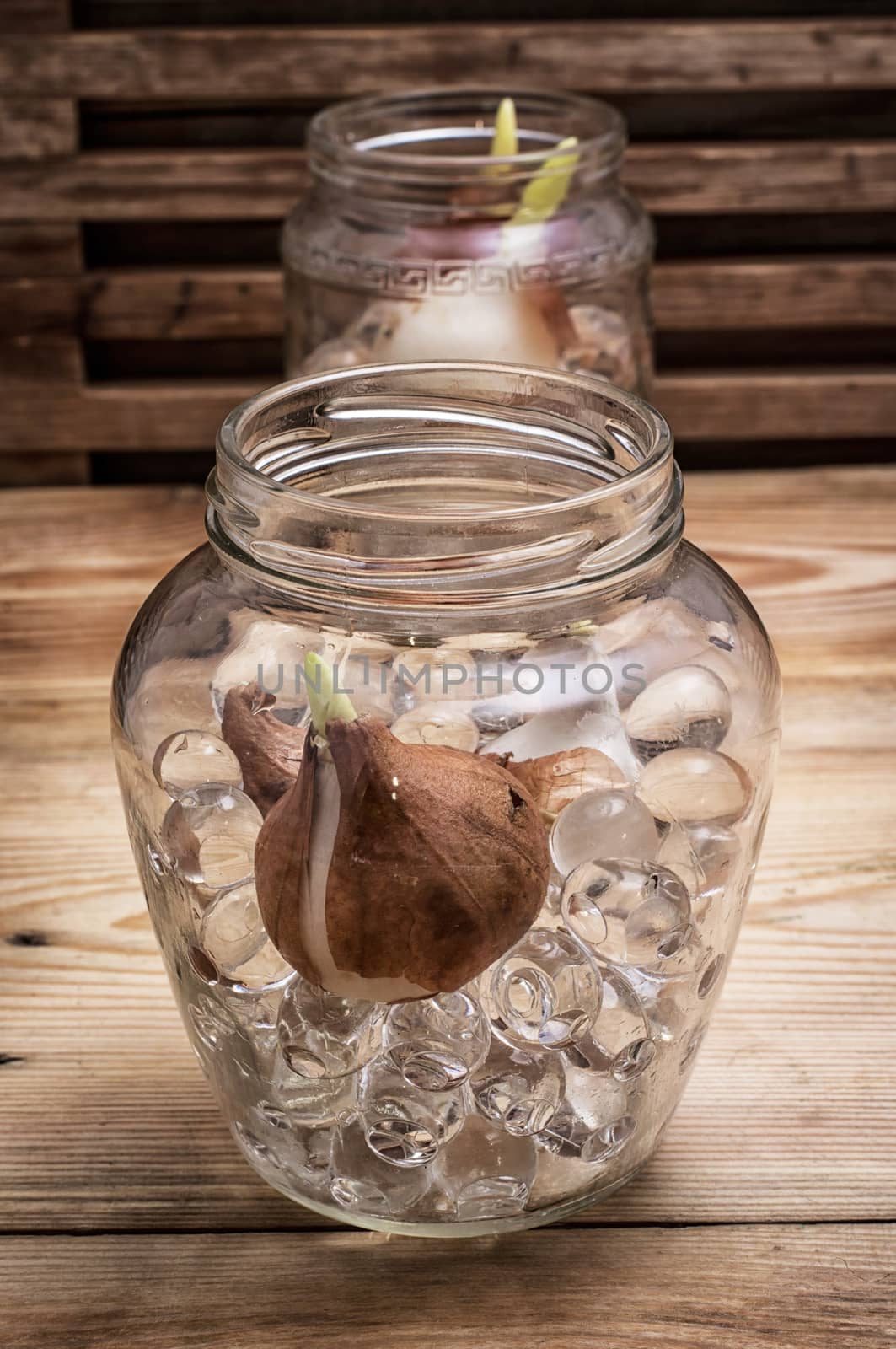 sprouted bulbs tulips in glass container by LMykola