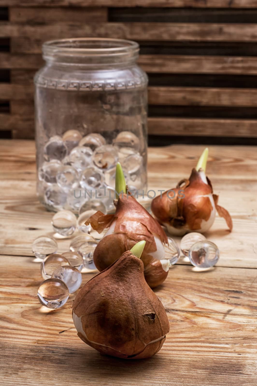 shoots of tulips germinated in the spring tulips with agricultural accessories