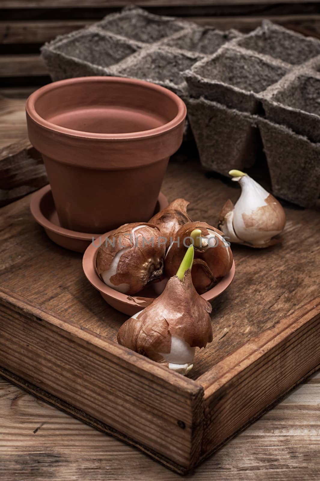 shoots of tulips germinated in the spring tulips with agricultural accessories