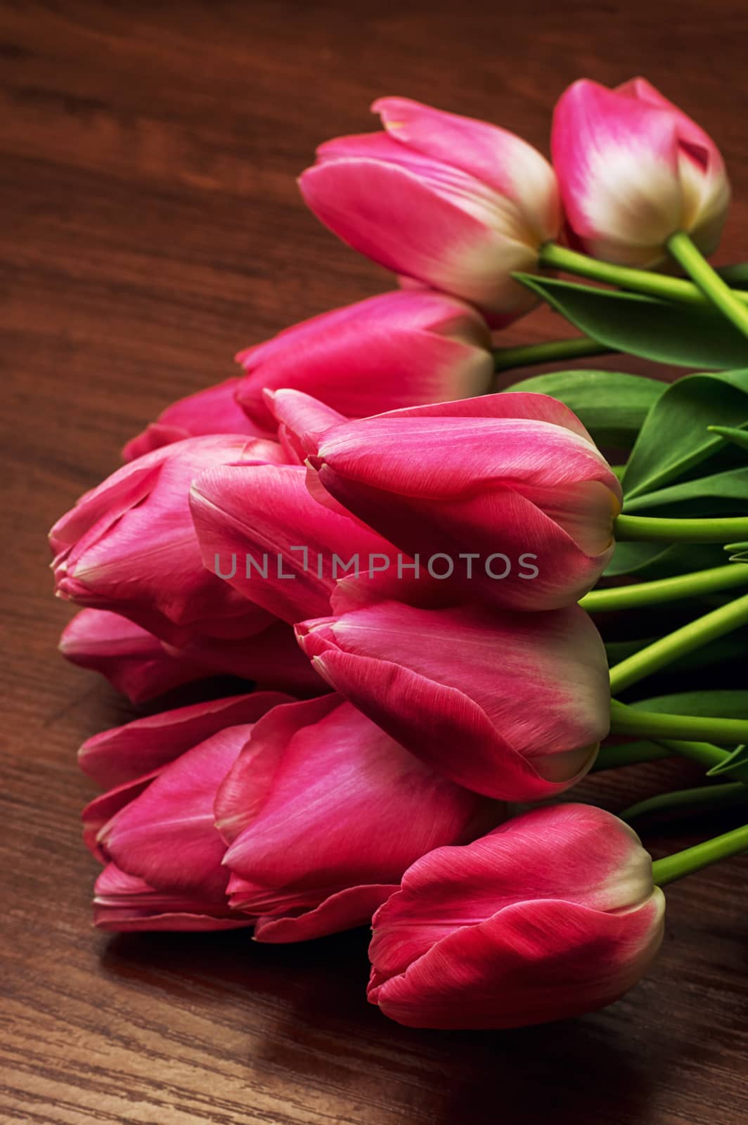 blossoming tulips by LMykola
