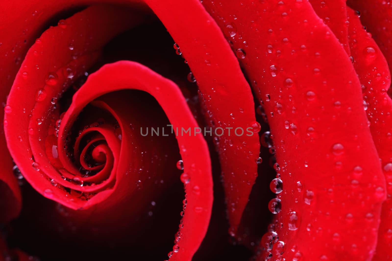Macro shot of a red rose with water drops