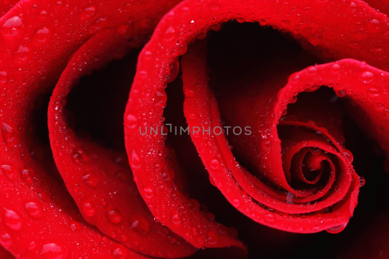 Macro Shot of a Red Rose by gorov108
