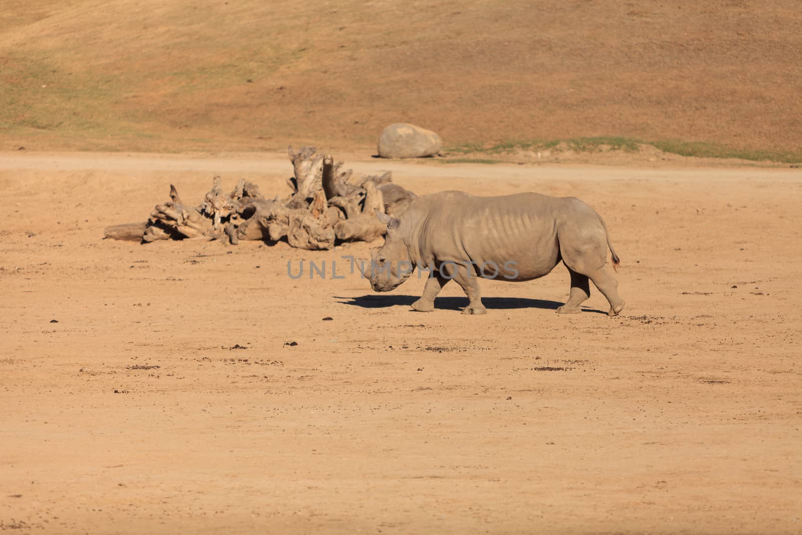 White African rhinoceros, Ceratotherium simum, is found in Africa along the grass planes and is now endangered