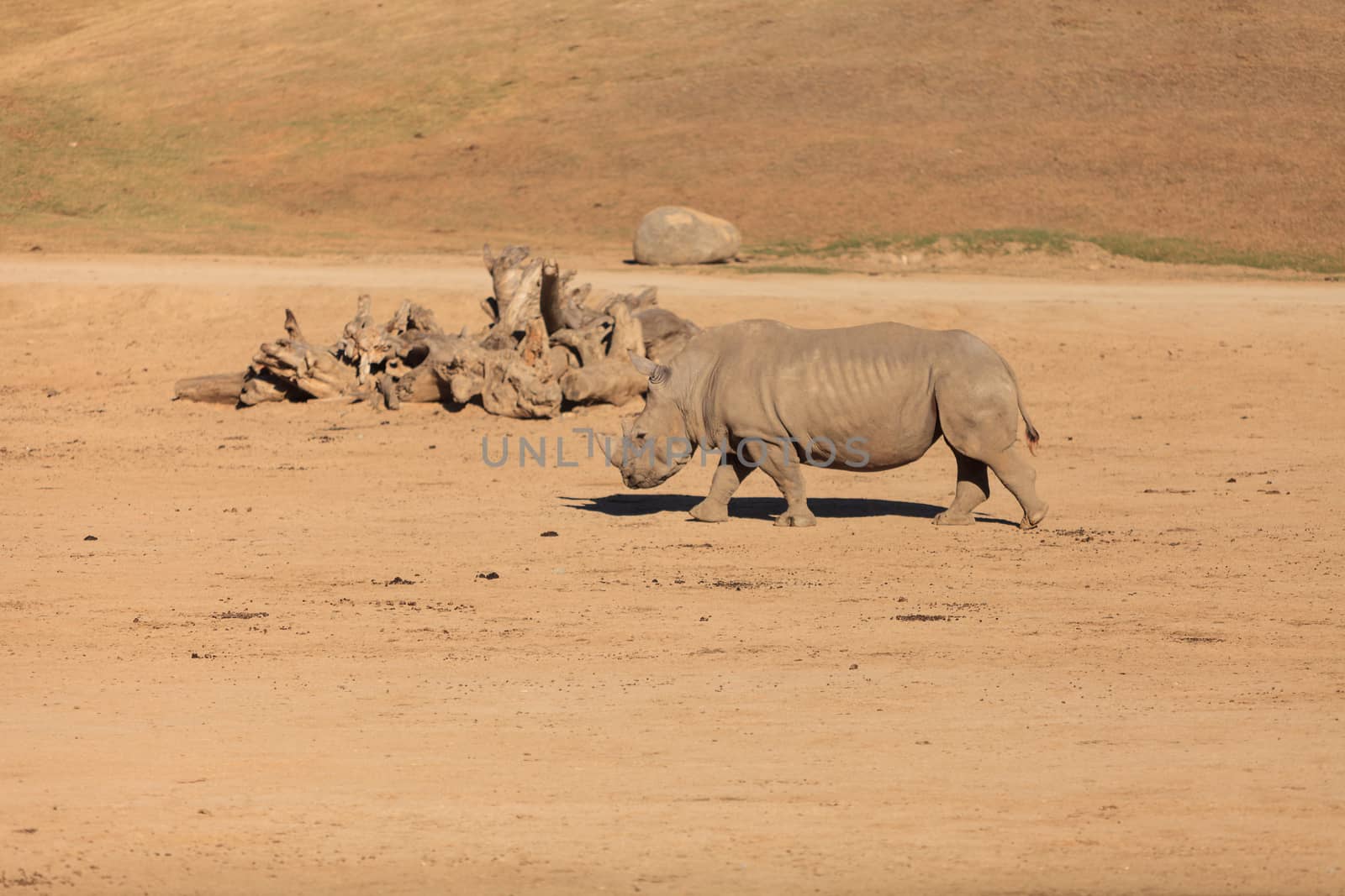 White African rhinoceros by steffstarr