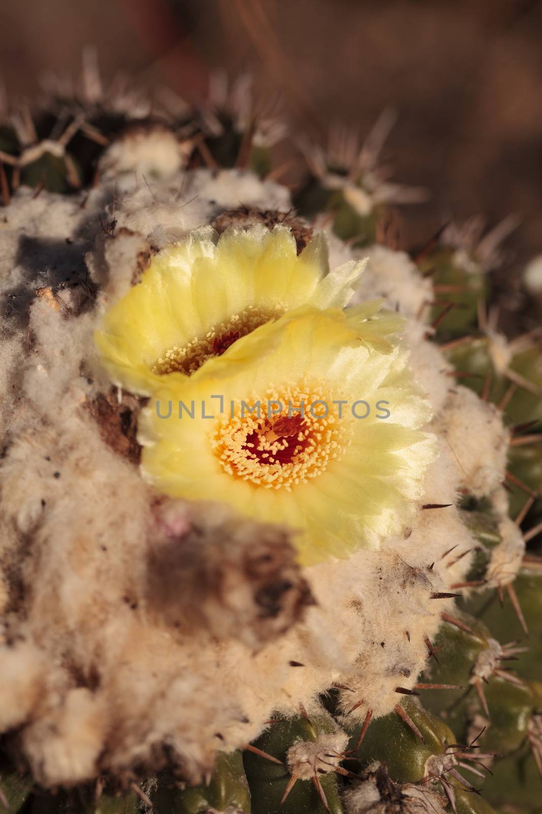 Yellow cactus flower by steffstarr