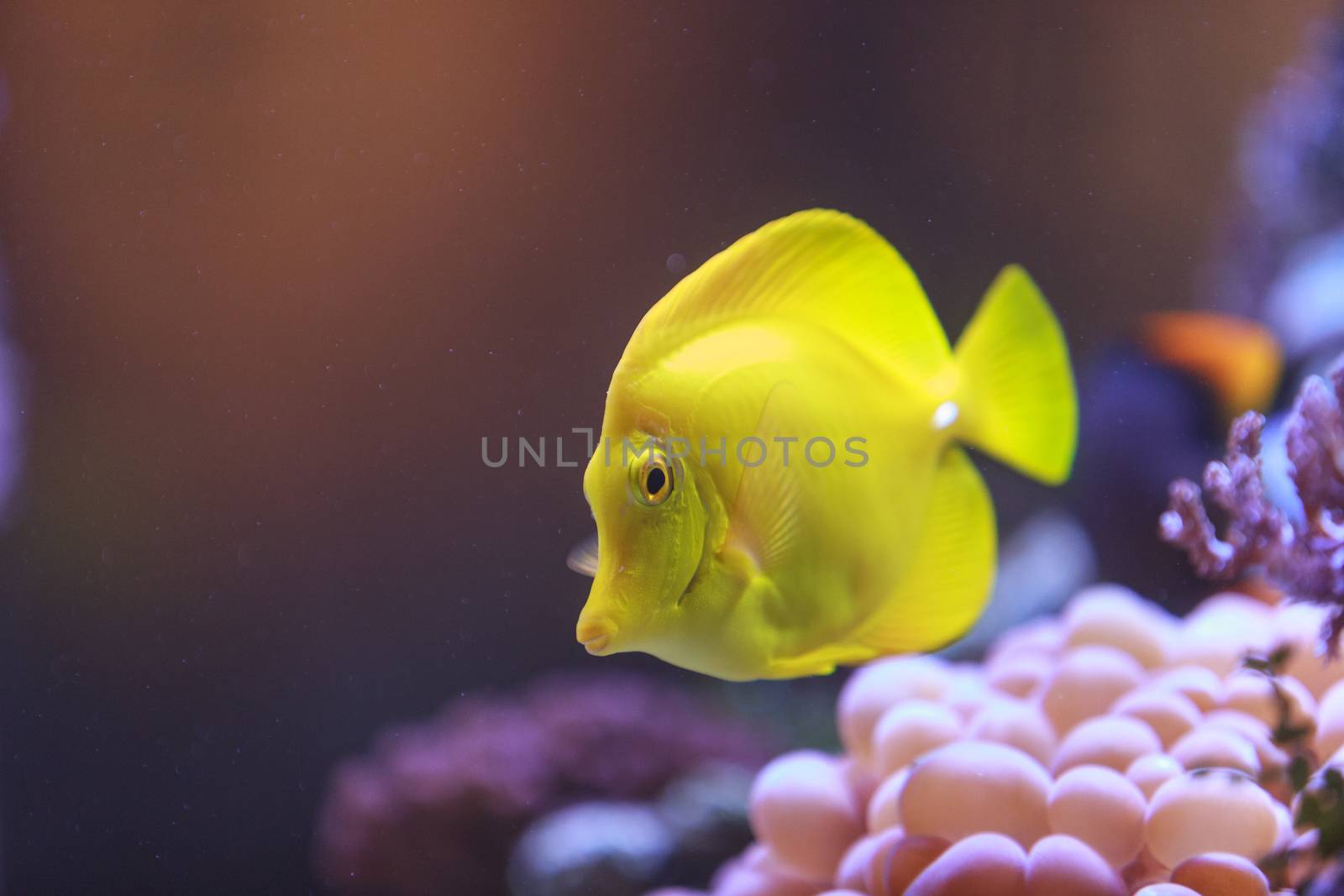 Yellow tang fish, Zebrasoma flavenscens, is a saltwater aquarium fish that is found in the Pacific and Indian Oceans in the wild