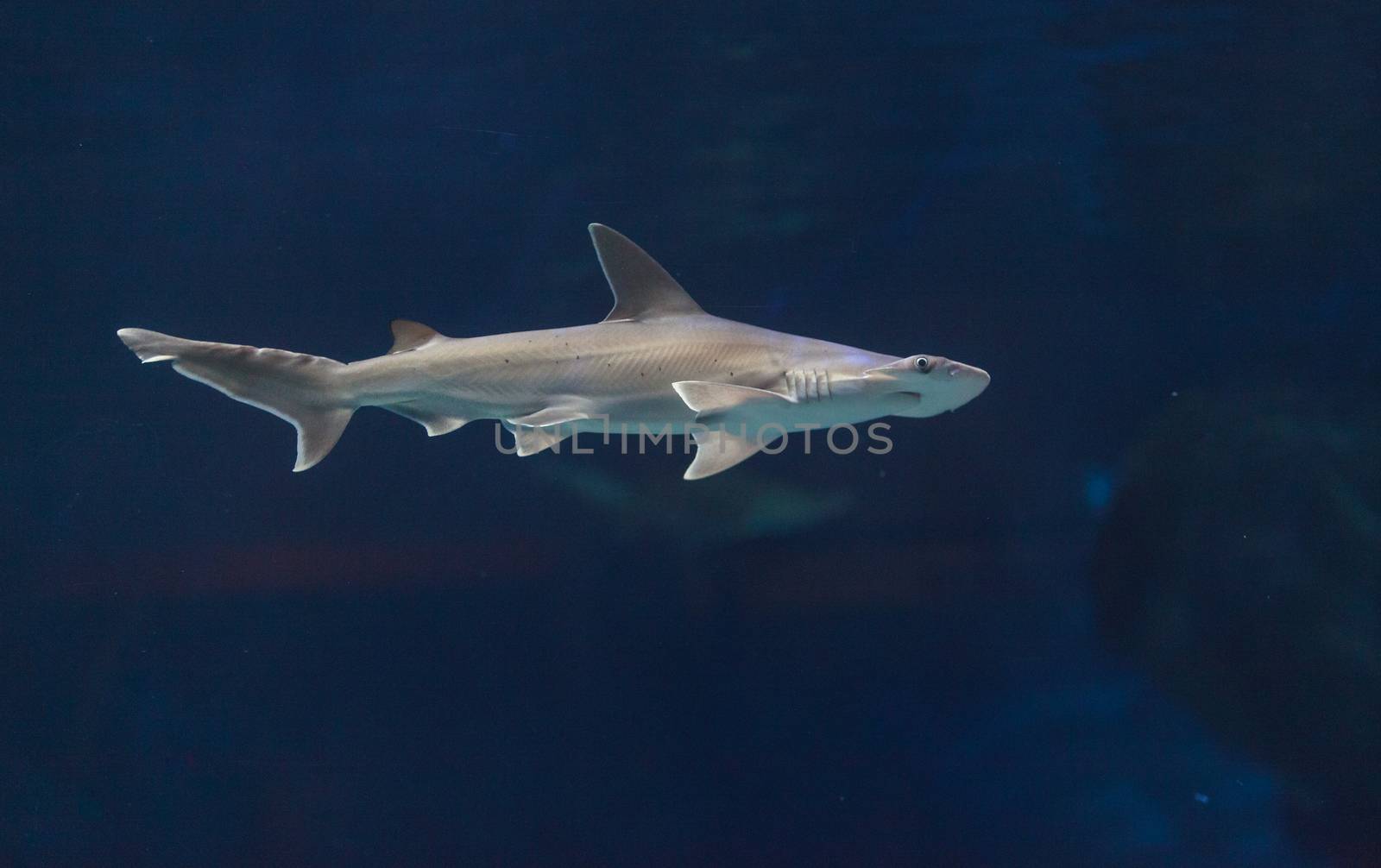 Hammerhead shark by steffstarr