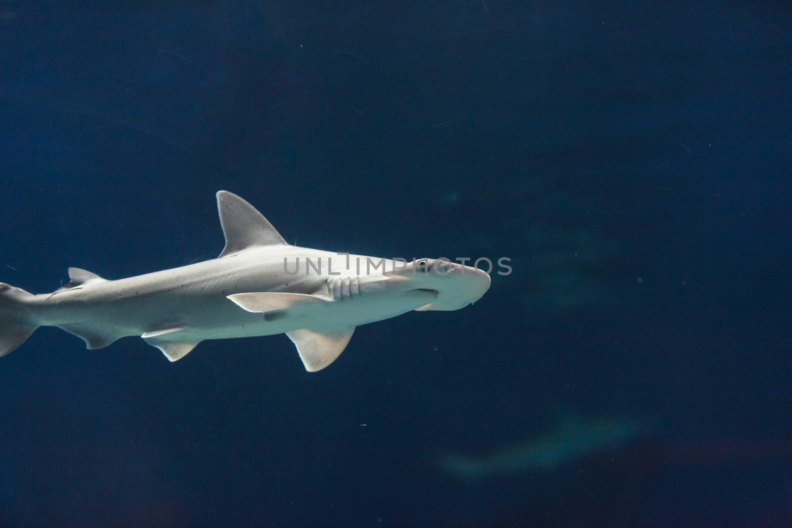 Hammerhead shark, Sphyrna lewini, swims over a sunken boat.