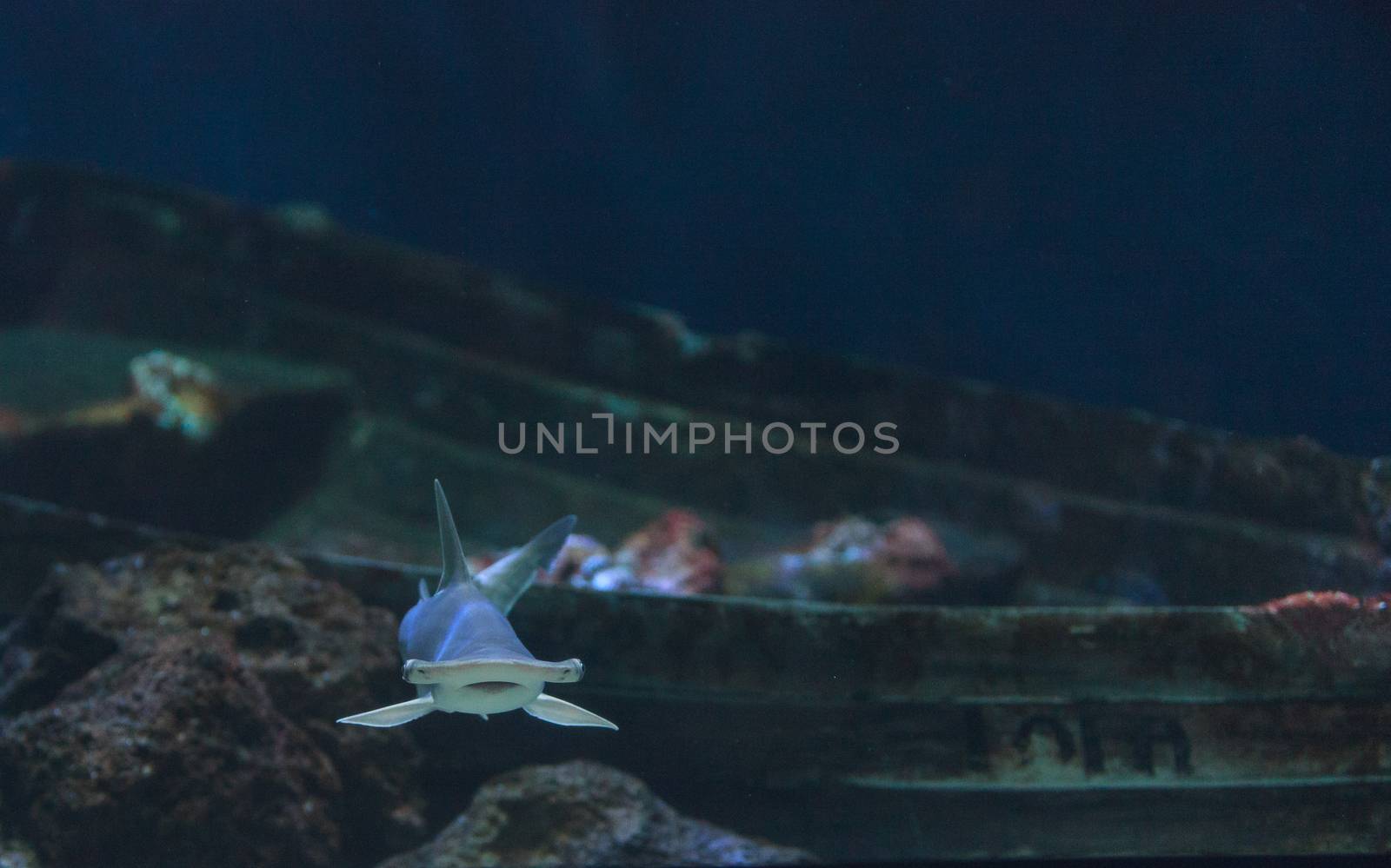 Hammerhead shark, Sphyrna lewini, swims over a sunken boat.