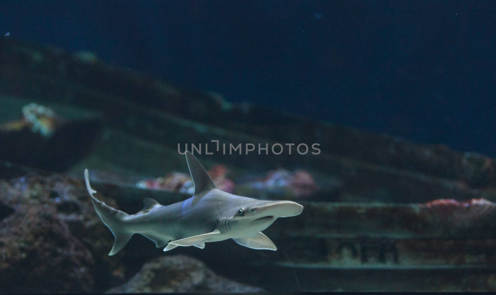 Hammerhead shark, Sphyrna lewini, swims over a sunken boat.