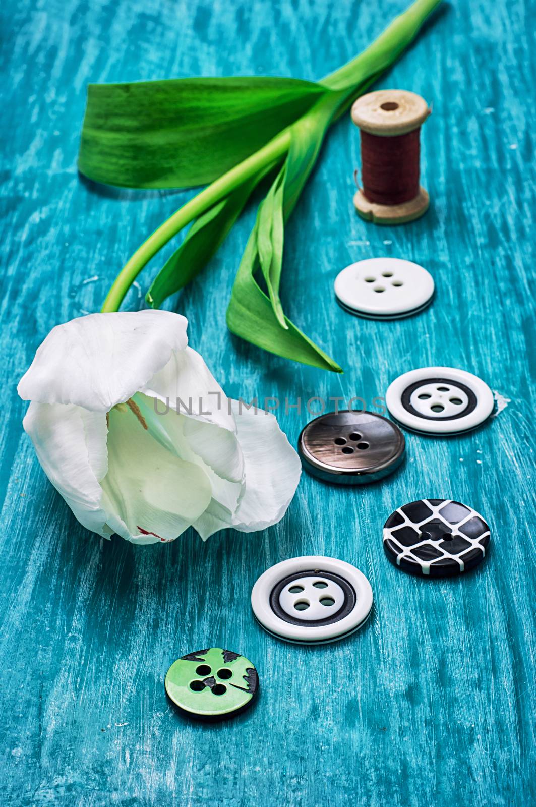 one white tulip and buttons with threads by LMykola