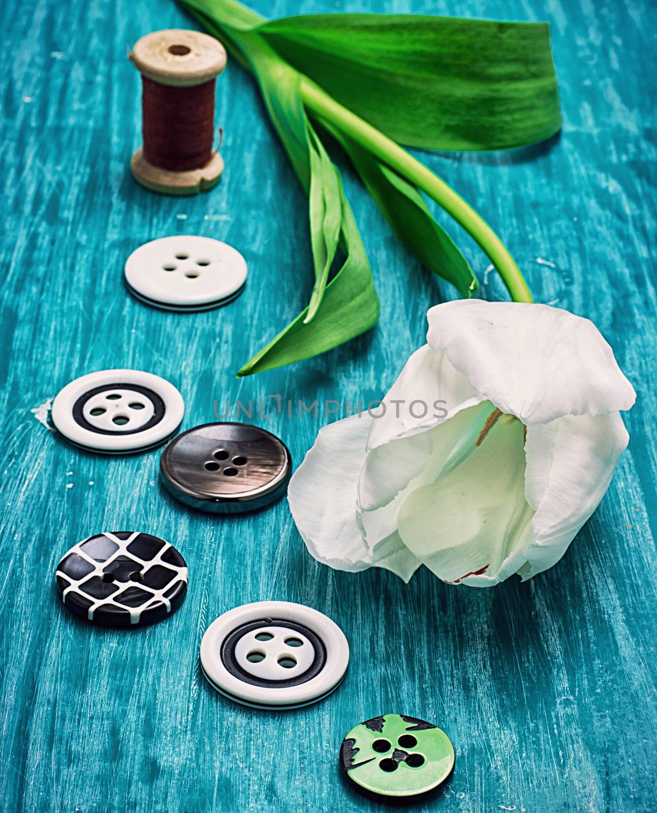 one white tulip and buttons with threads by LMykola