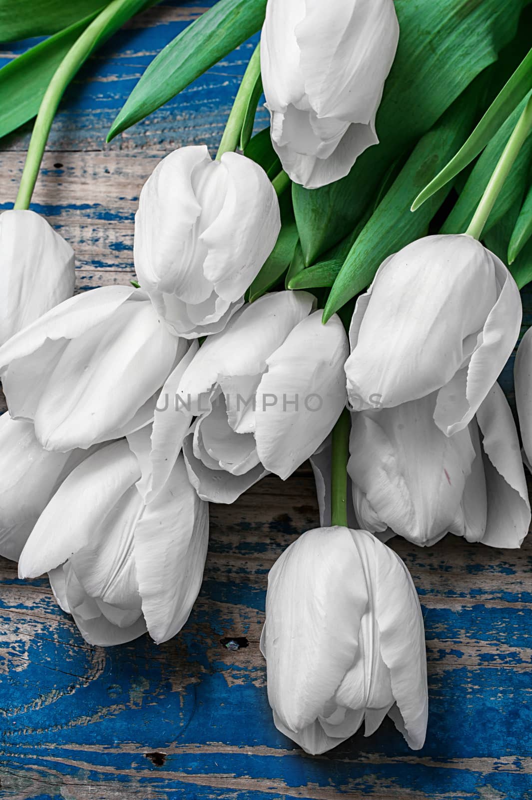 fresh white tulips on a background of old wood