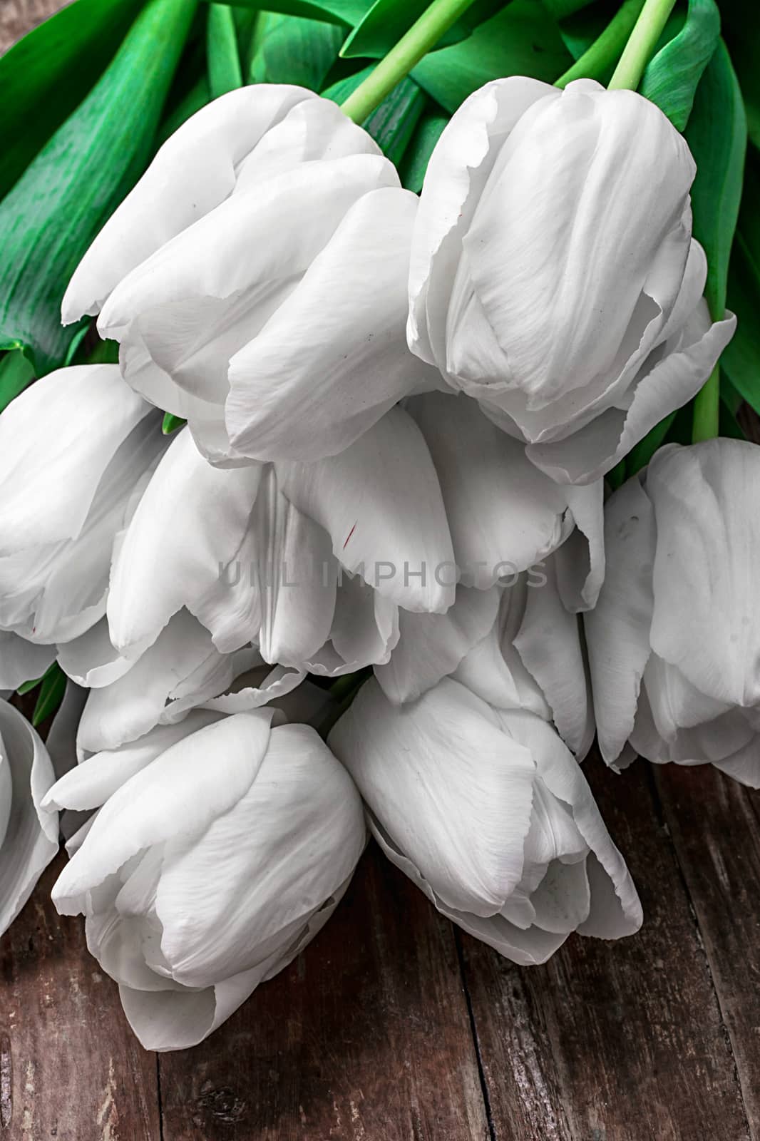 white tulips by LMykola