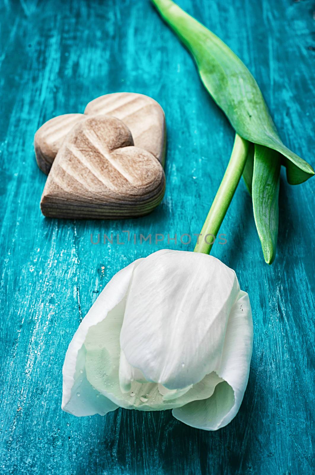 symbolic wooden heart on the background of one white tulip