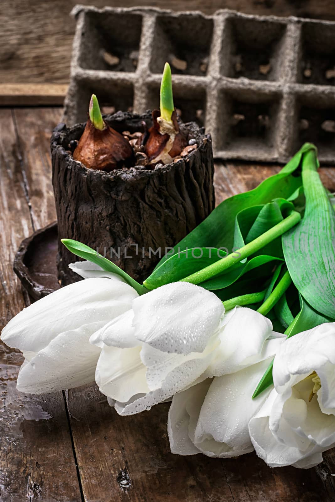 sprouted bulbs tulips by LMykola
