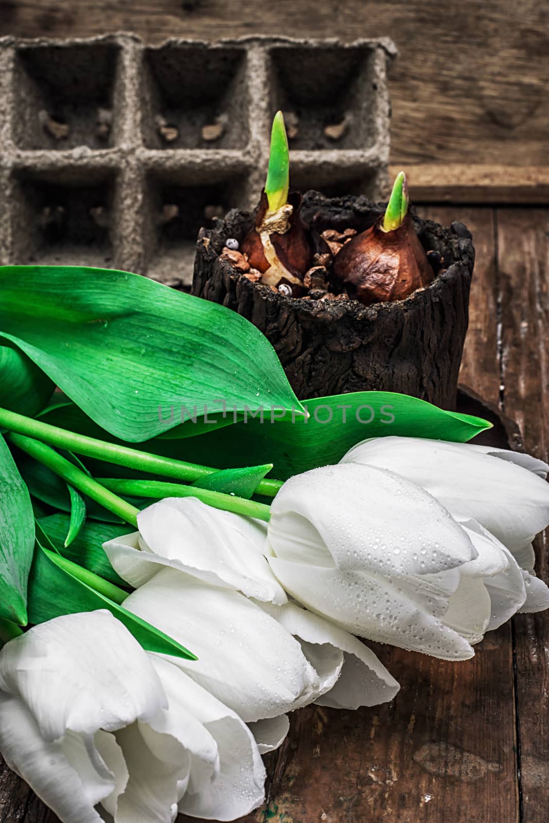 sprouted bulbs tulips by LMykola
