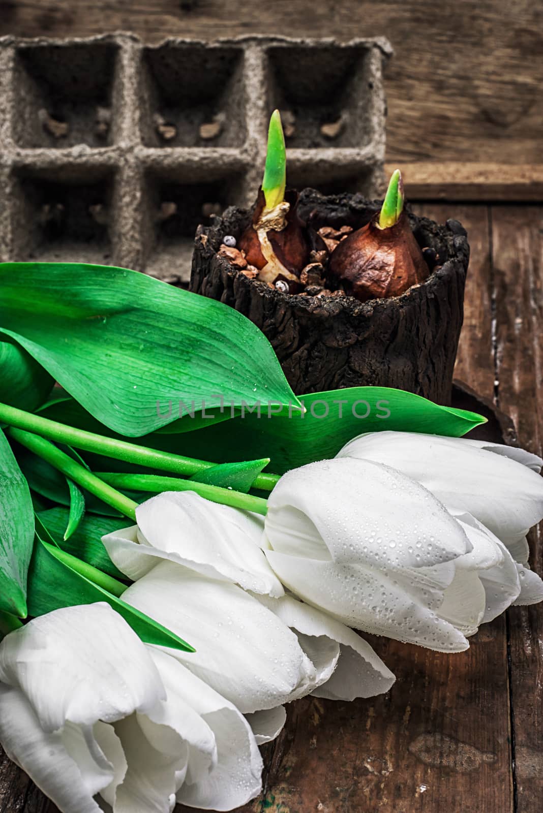 sprouted bulbs on white background fresh cut tulips