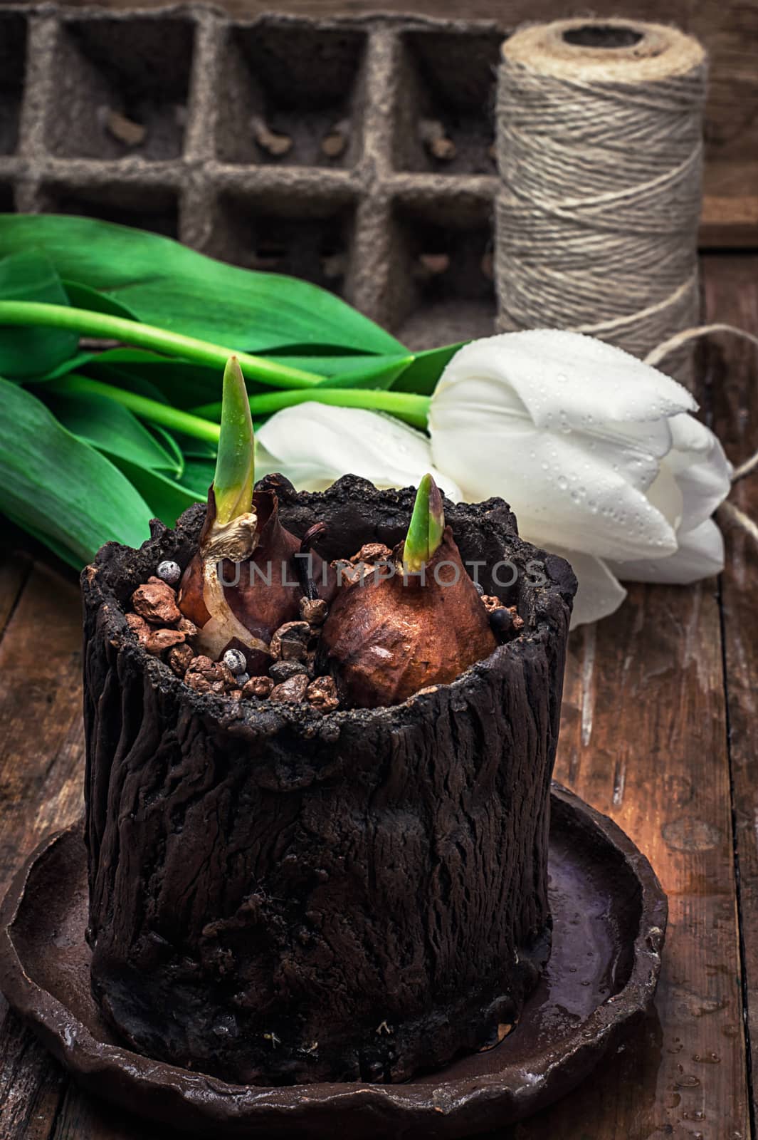 sprouted bulbs on white background fresh cut tulips