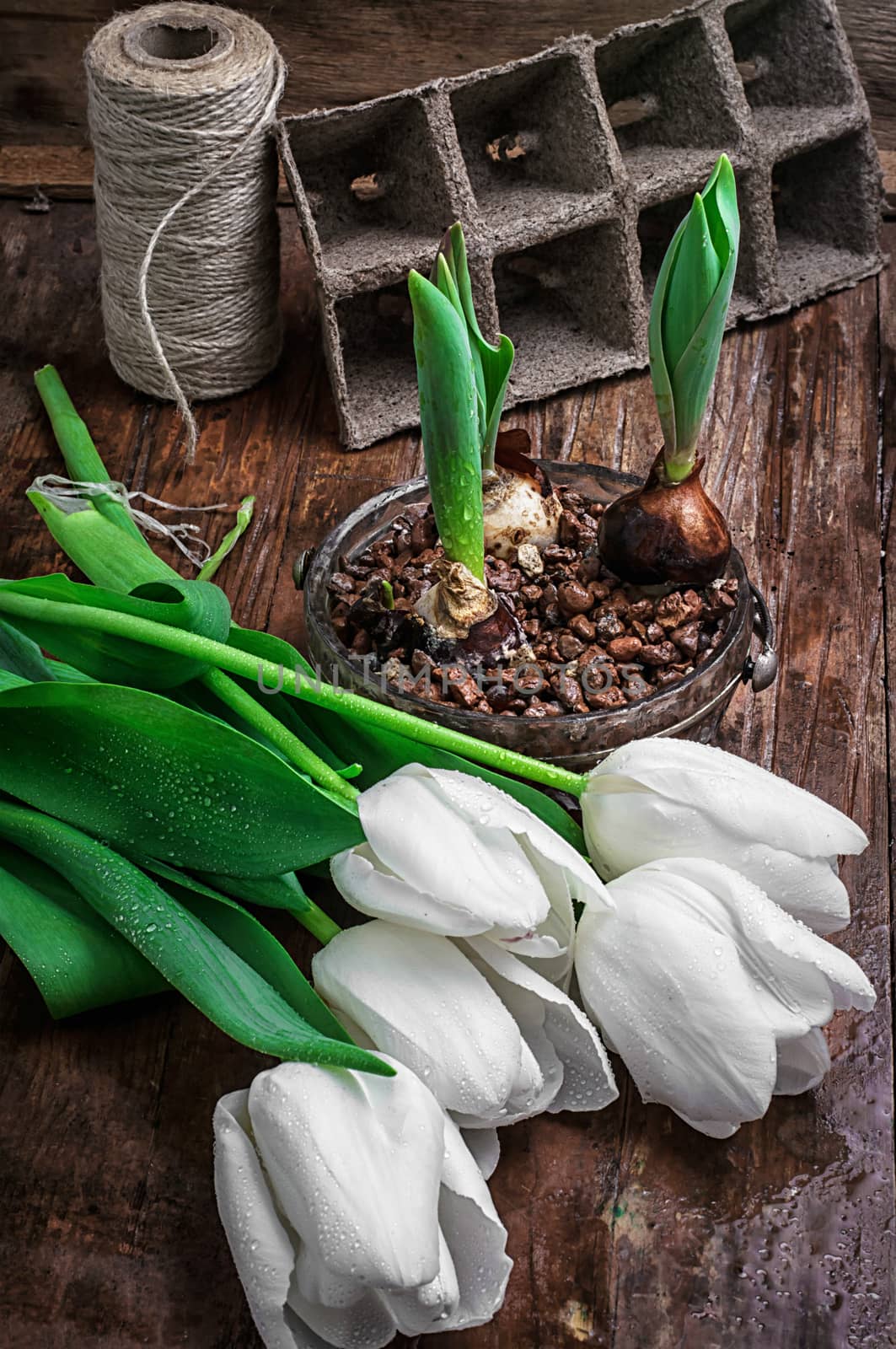 sprouted bulbs on white background fresh cut tulips