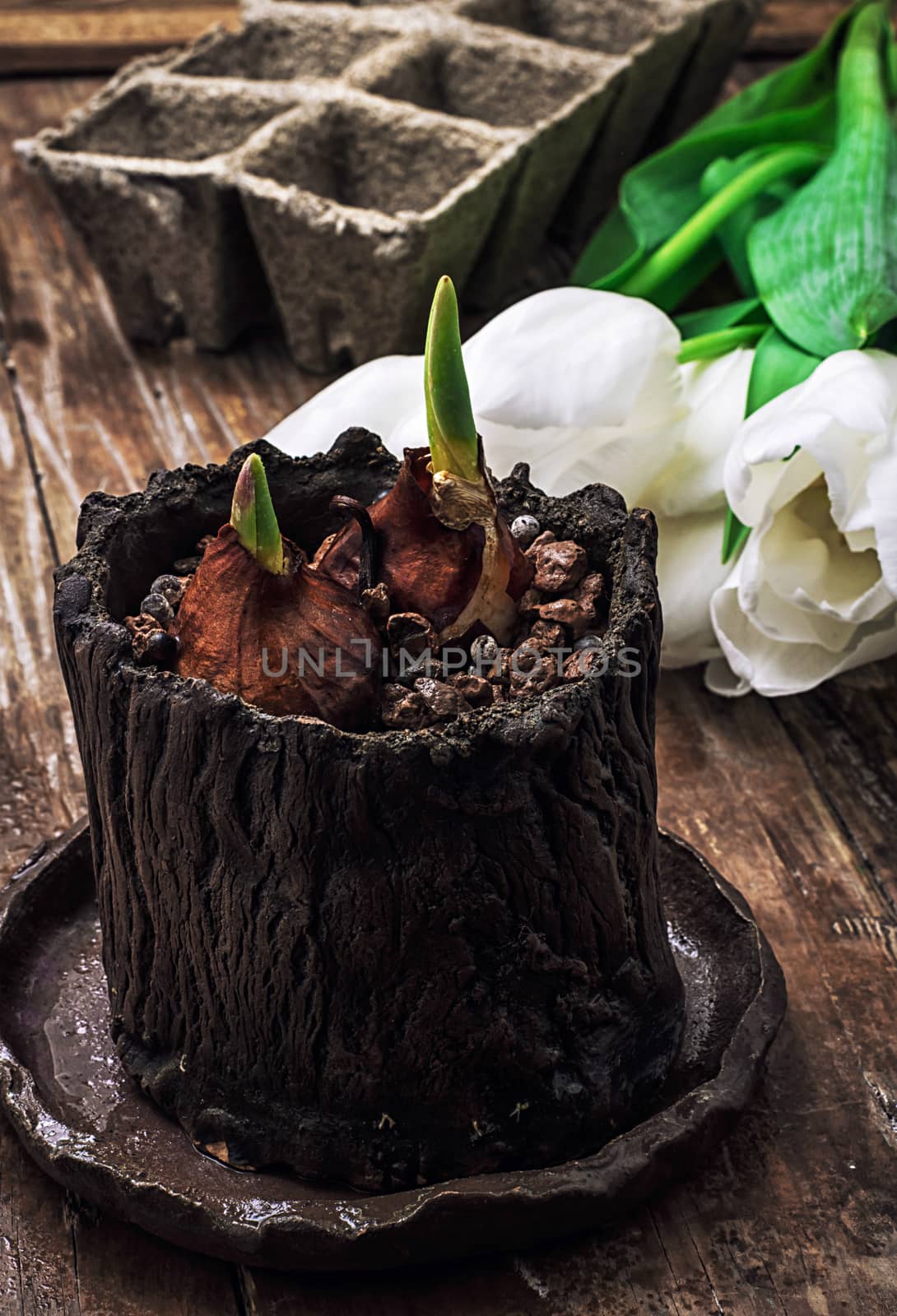 sprouted bulbs on white background fresh cut tulips