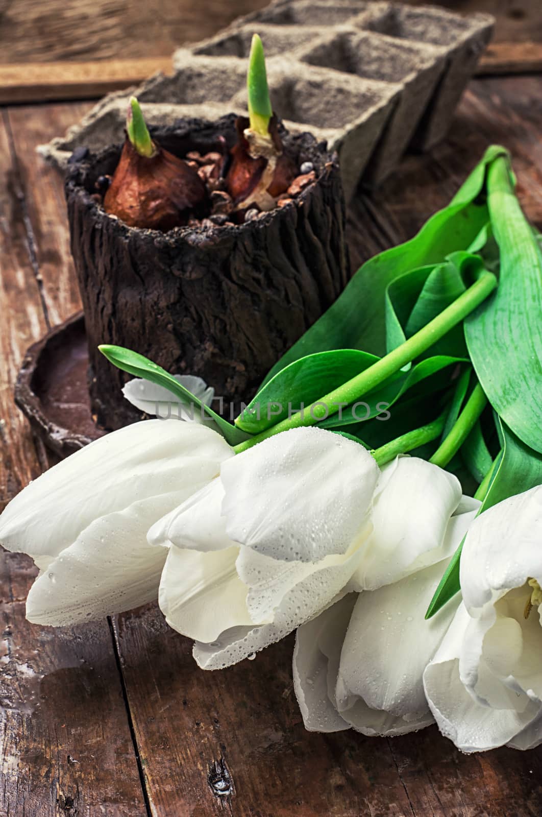 sprouted bulbs on white background fresh cut tulips