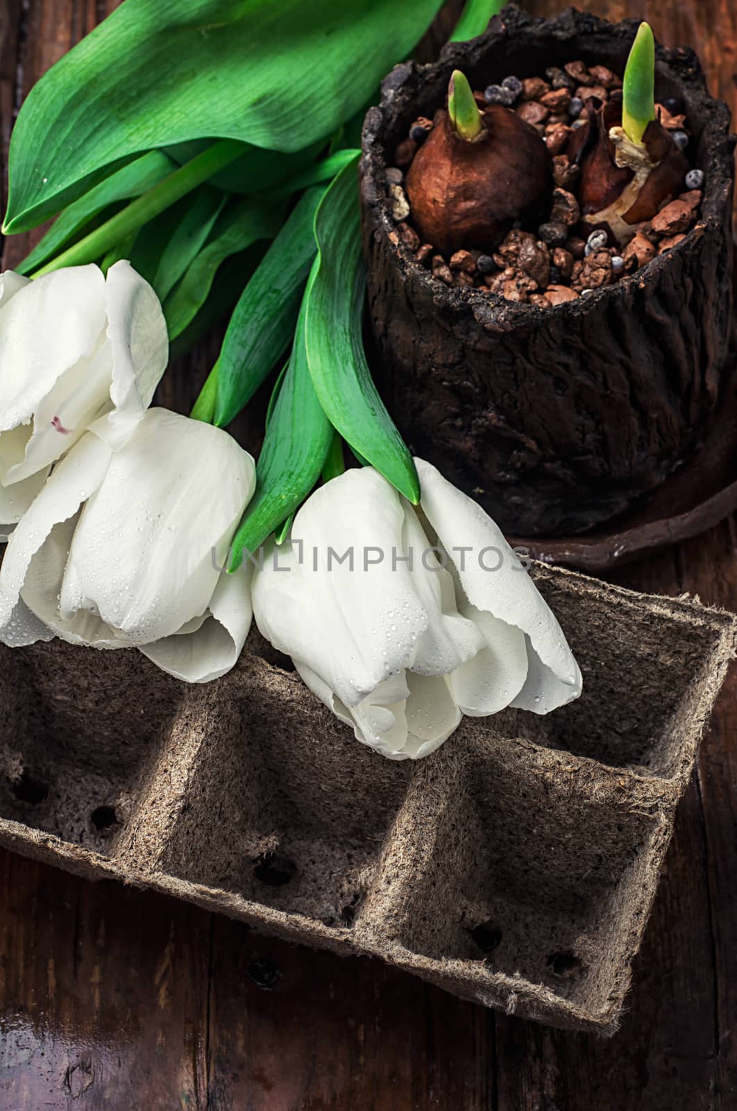 sprouted bulbs on white background fresh cut tulips