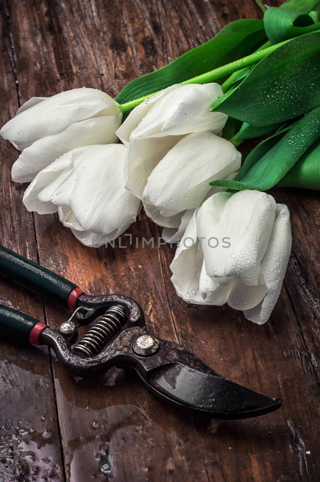 sprouted bulbs on white background fresh cut tulips