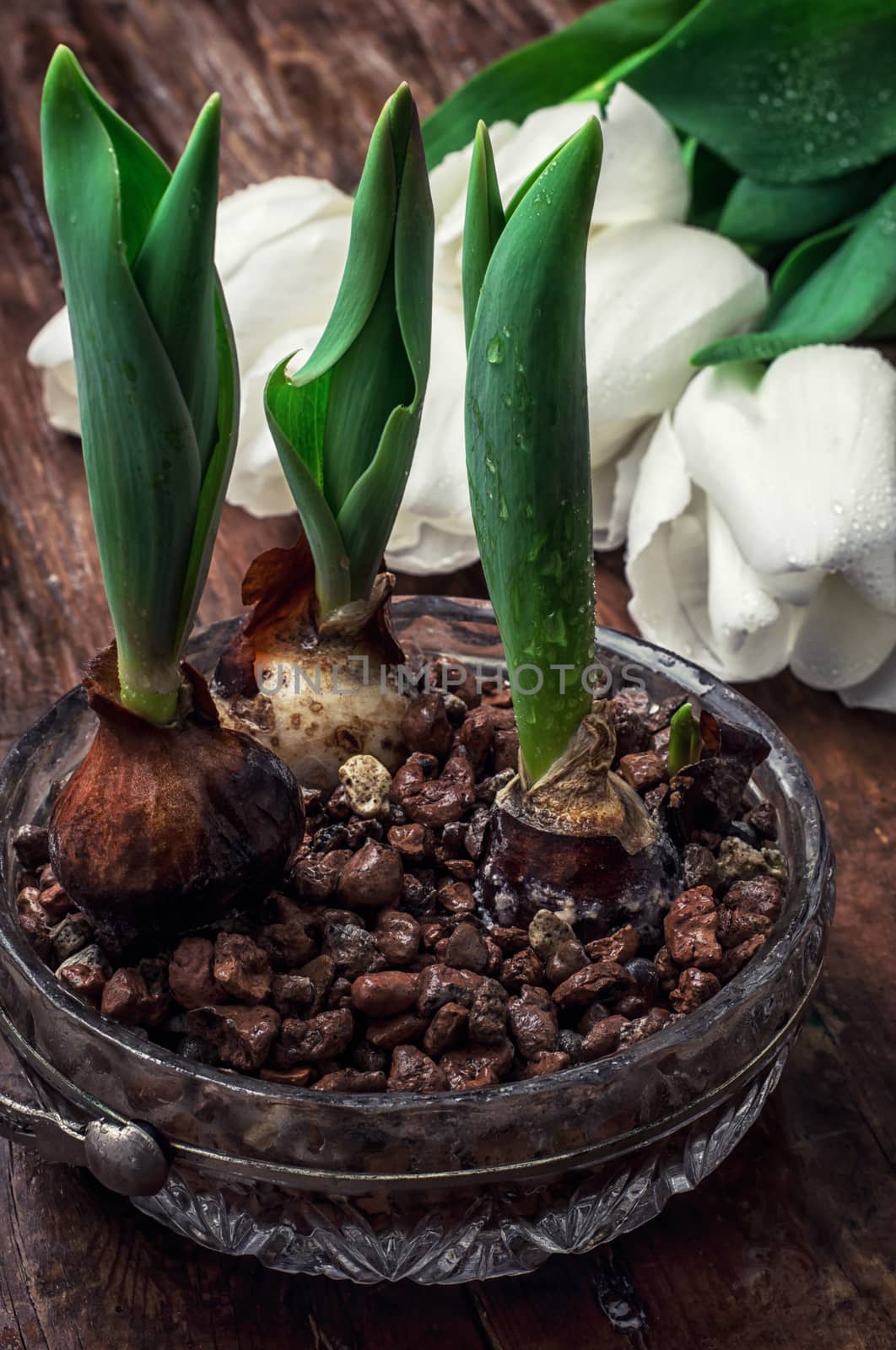 sprouted bulbs on white background fresh cut tulips