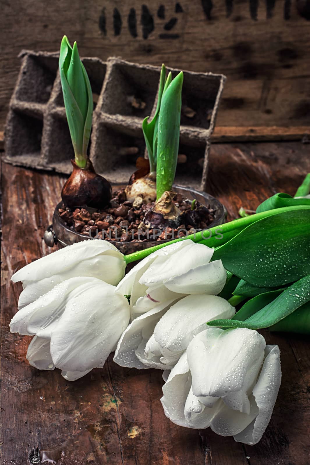 sprouted bulbs on white background fresh cut tulips