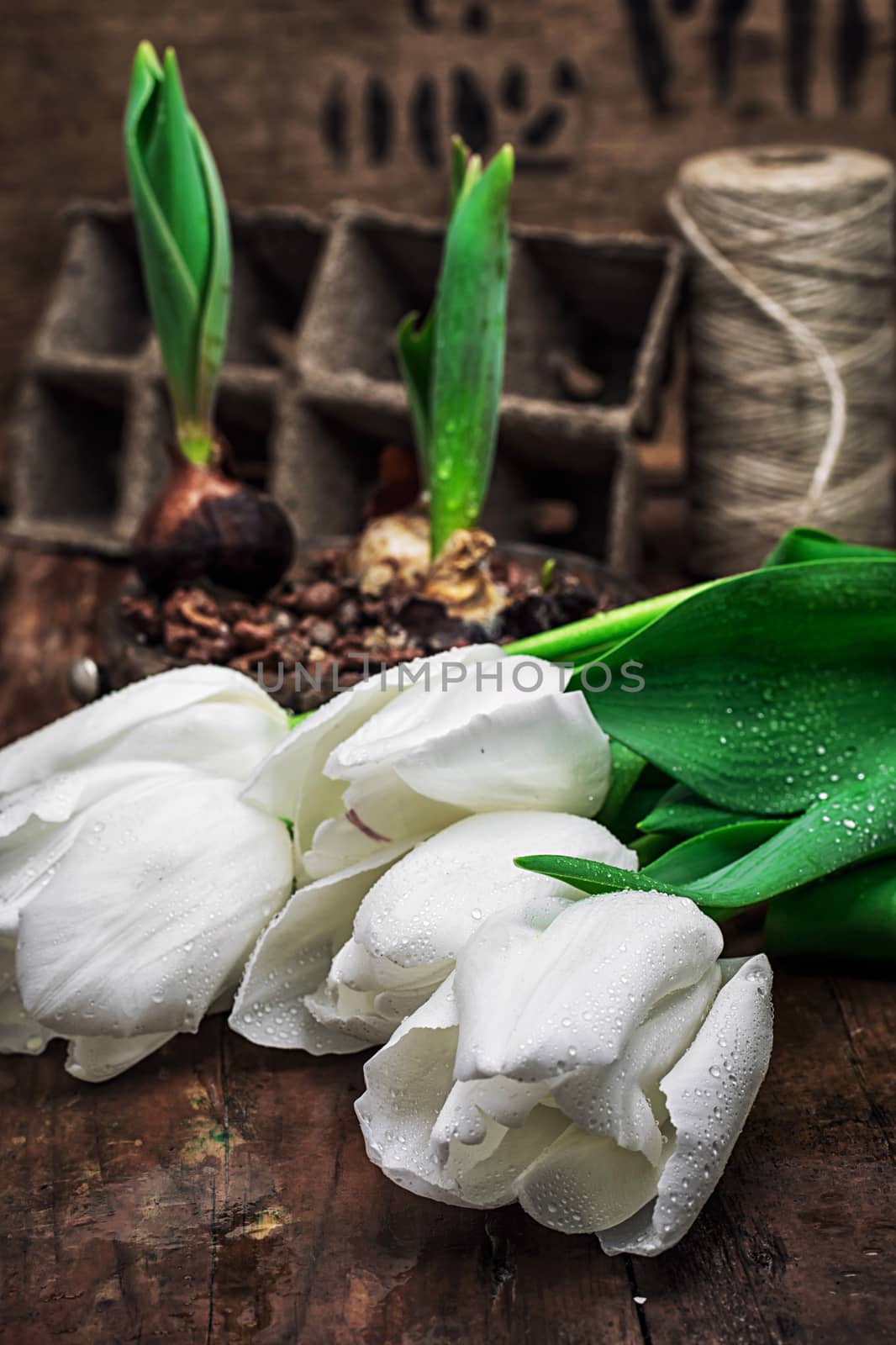 sprouted bulbs on white background fresh cut tulips