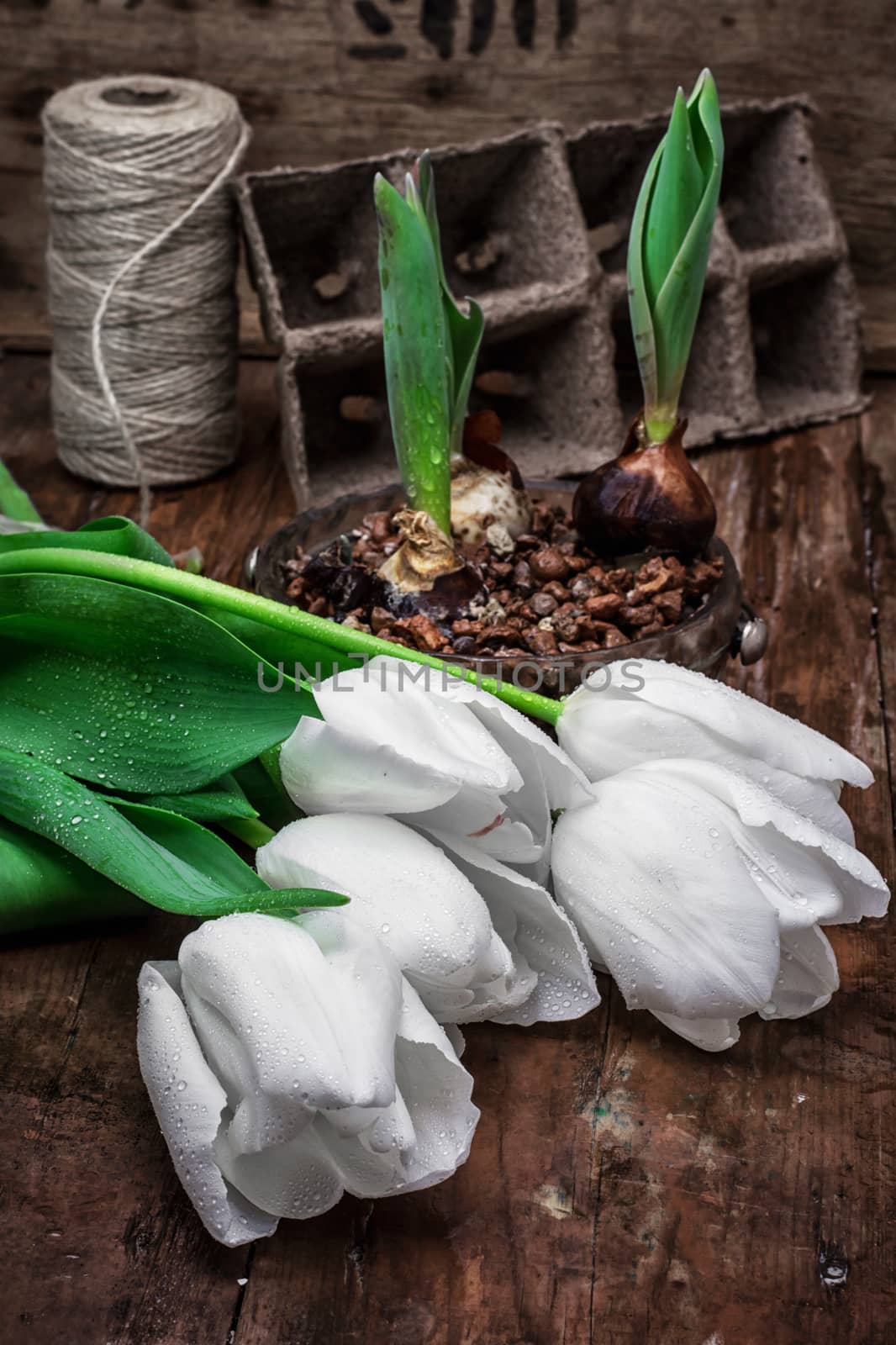 sprouted bulbs on white background fresh cut tulips