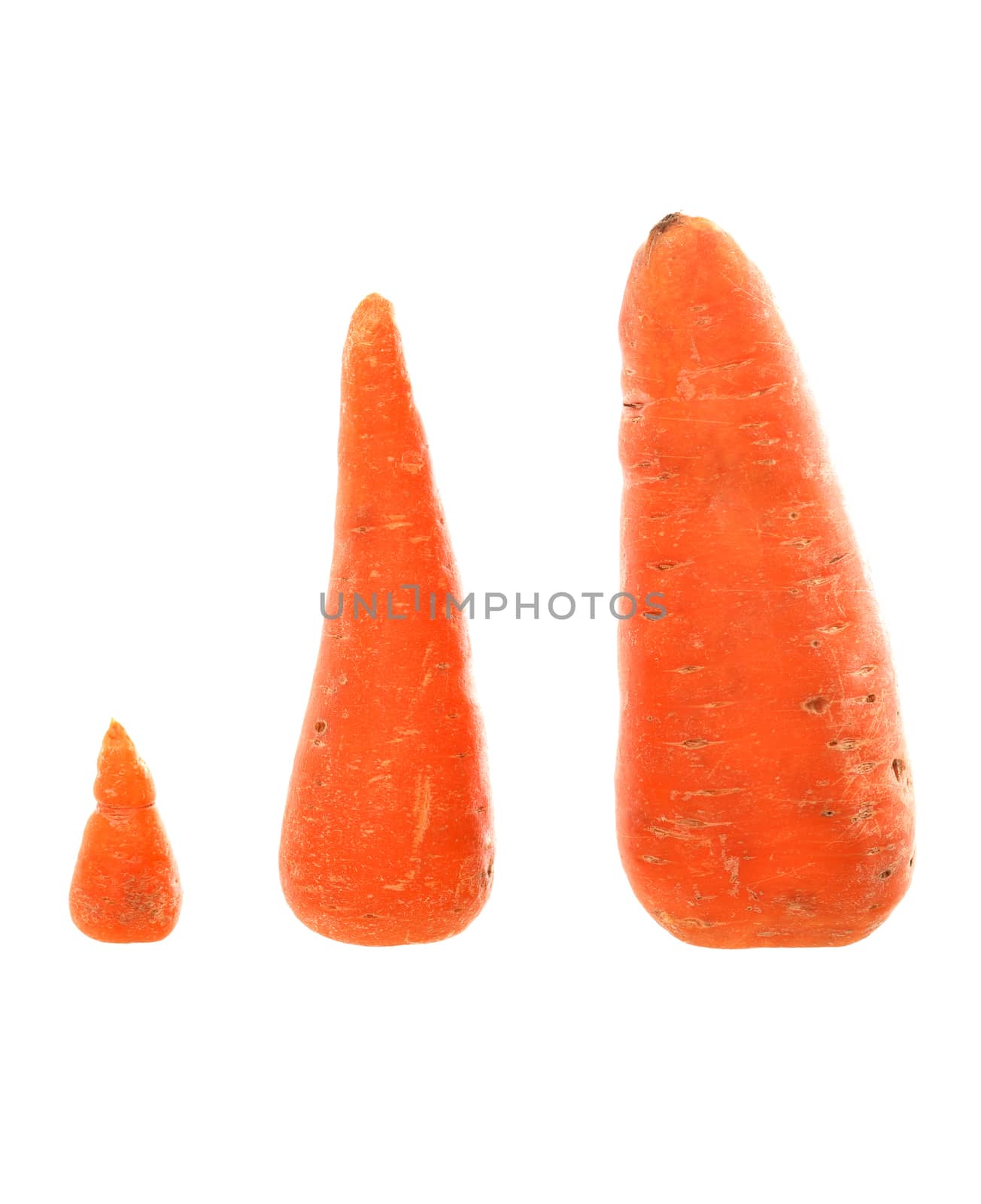 Family concept. Three different raw carrots on white background