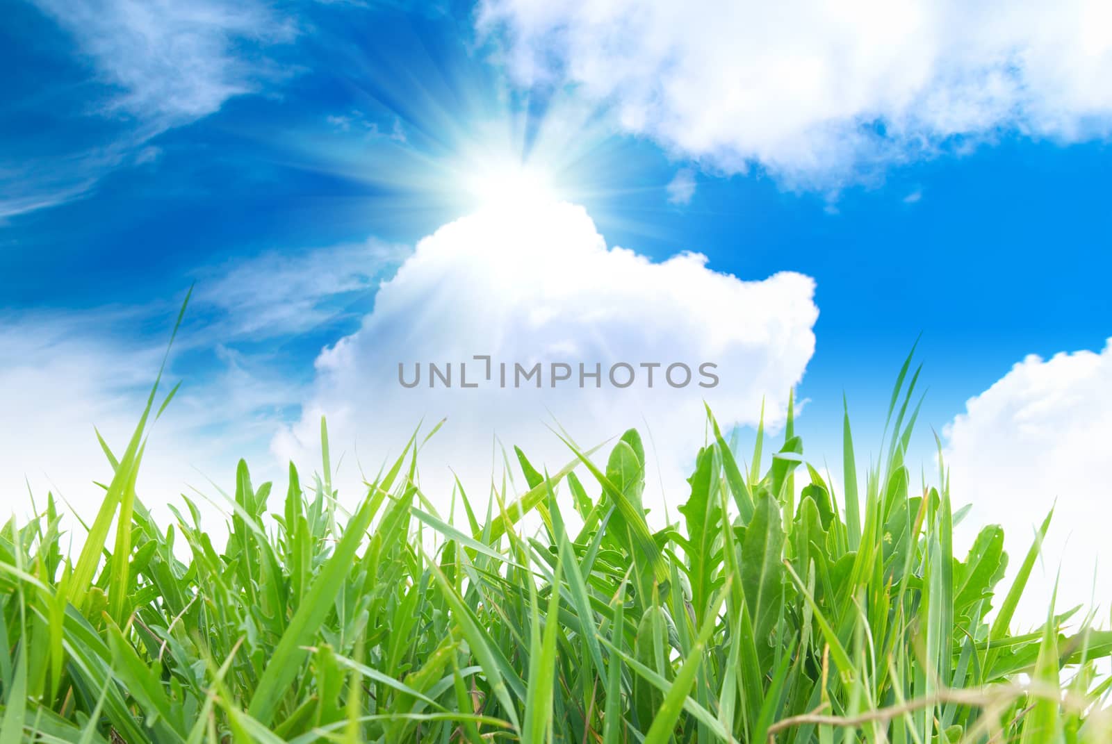 Green grass with cloudy sky in the sunny day