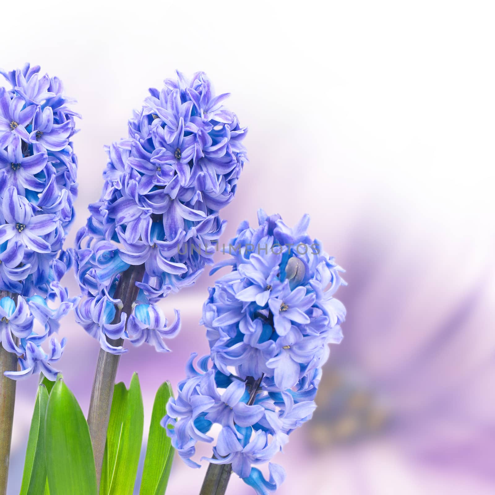 Three blue flowers hyacinthes with green leaves isolated on white