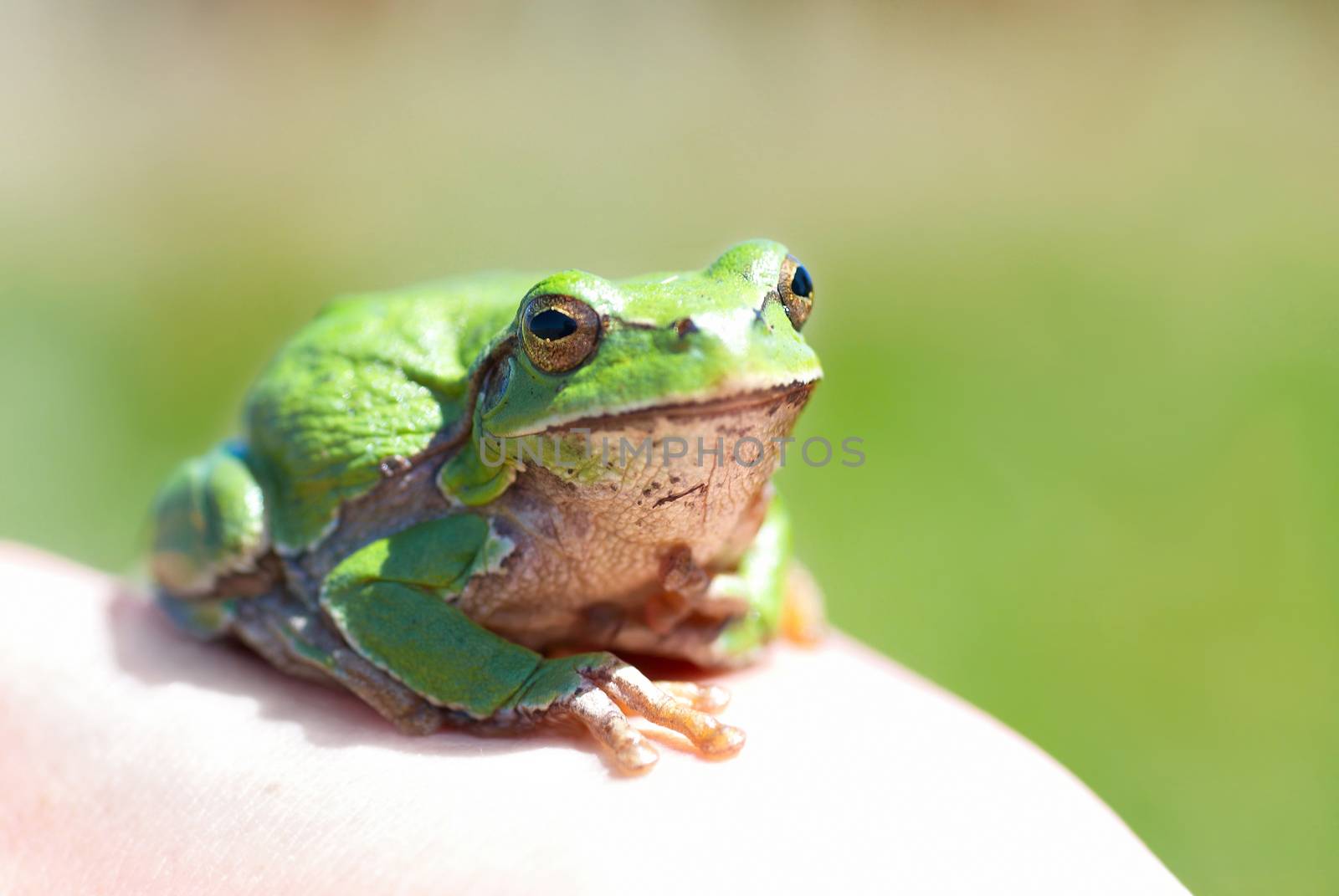 Green frog with grass background
