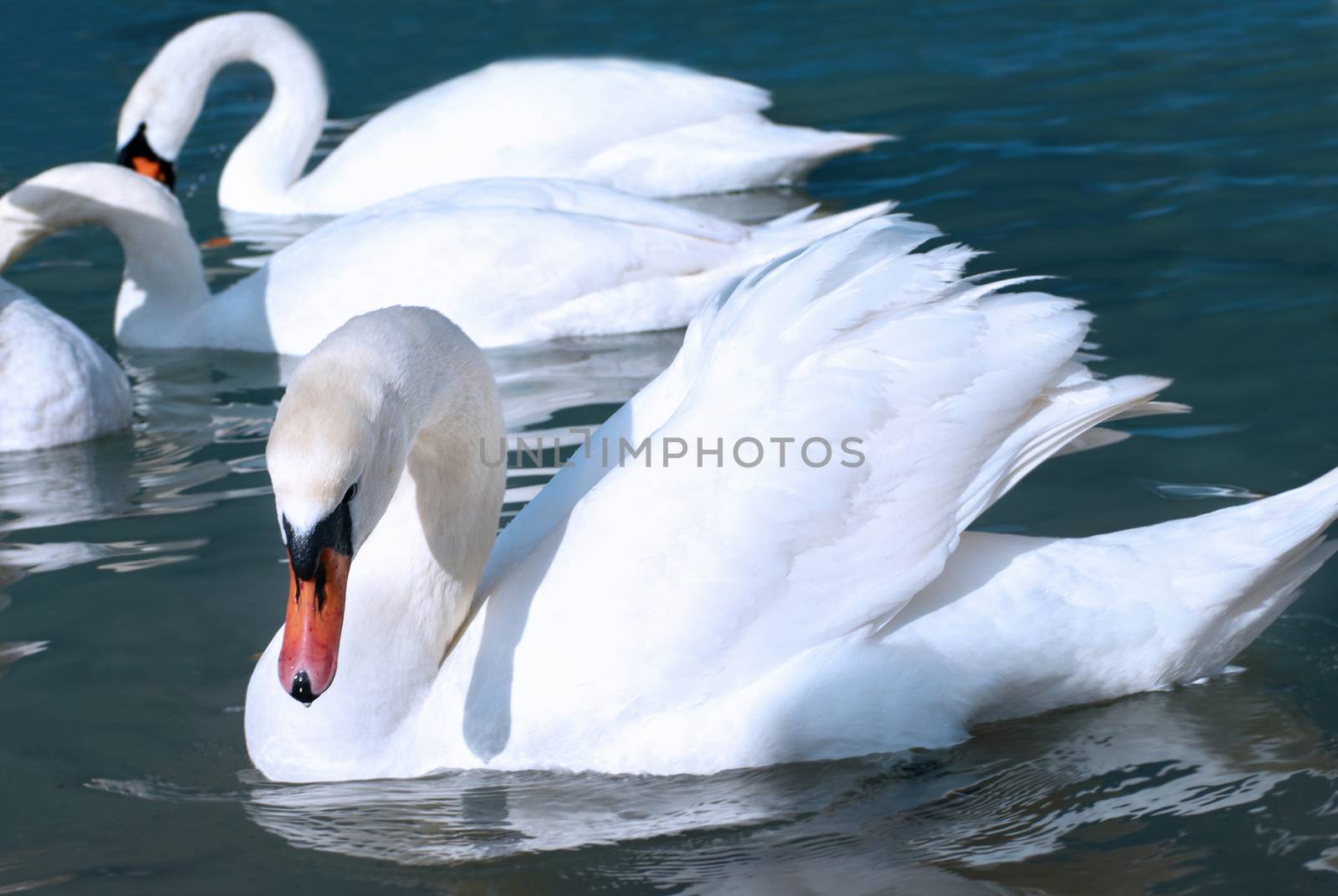 Swans on the lake with blue water background