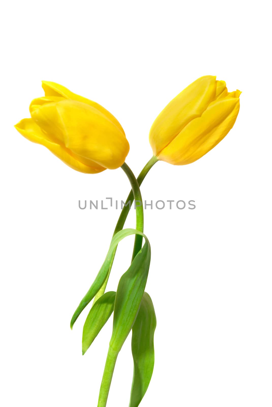 Yellow tulips by vapi