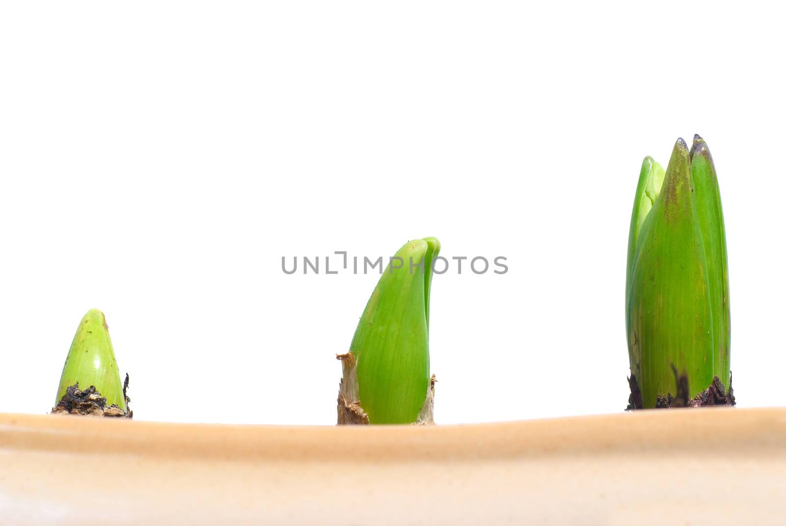 Three growing plants by vapi