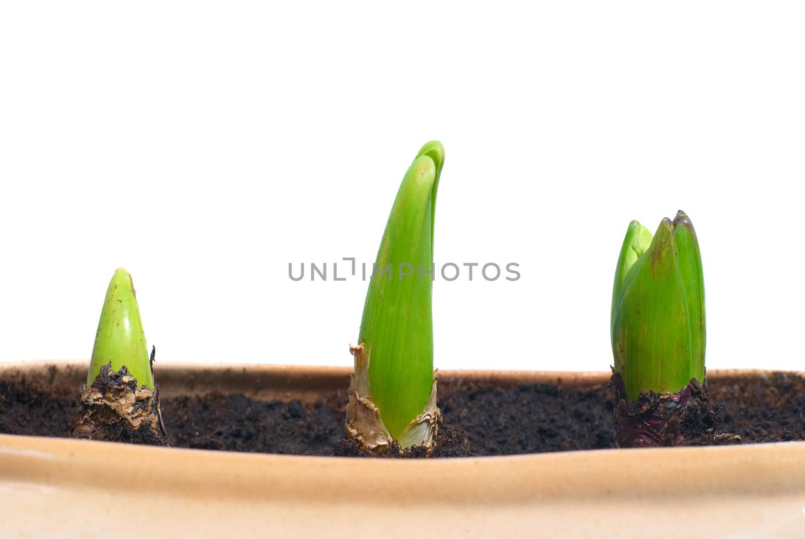 Three growing plants in the pot isolated on white