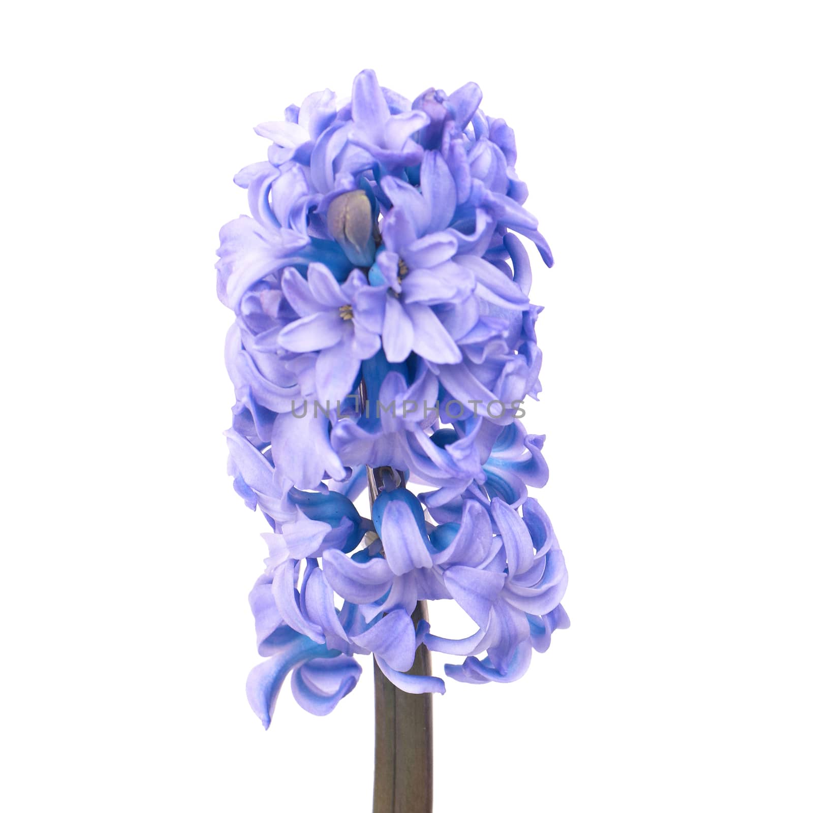 Three beautiful blue flowers hyacinthes isolated on white