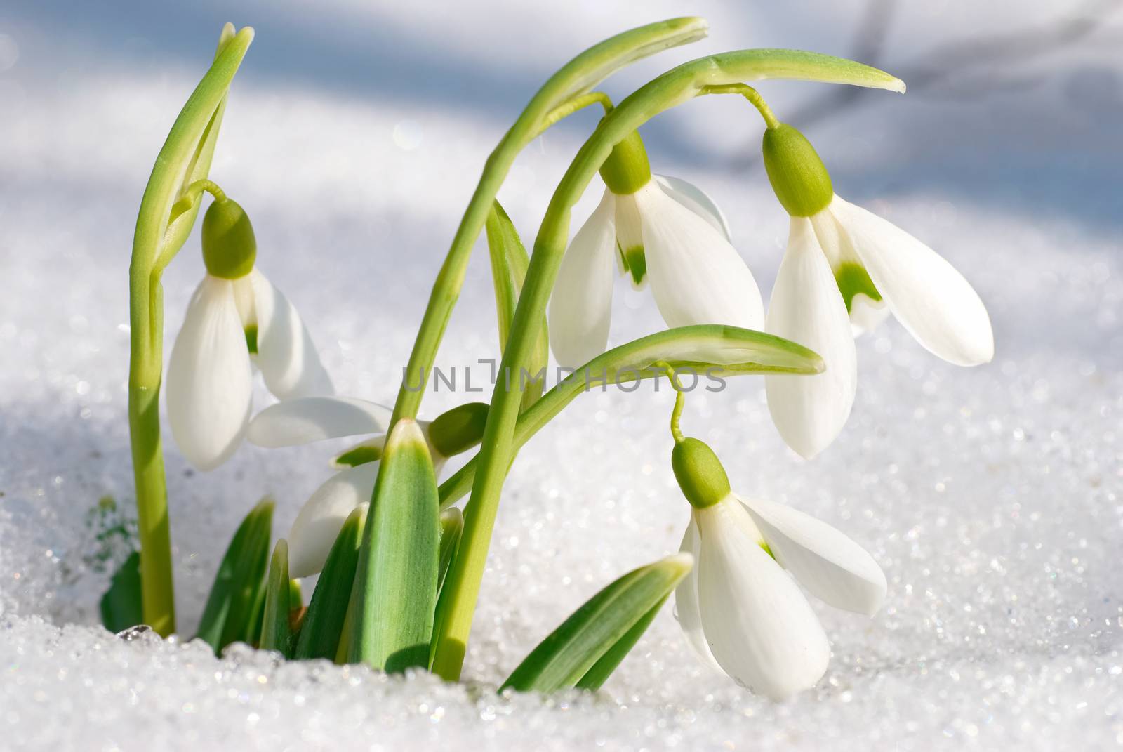 Spring snowdrop flowers by vapi