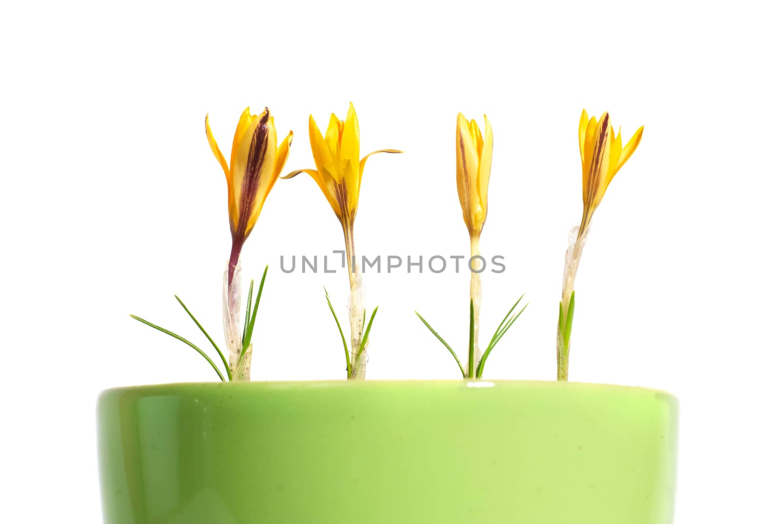 Yellow flowers saffron (crocus sativus) with green leaves in the flowerpot isolated on white