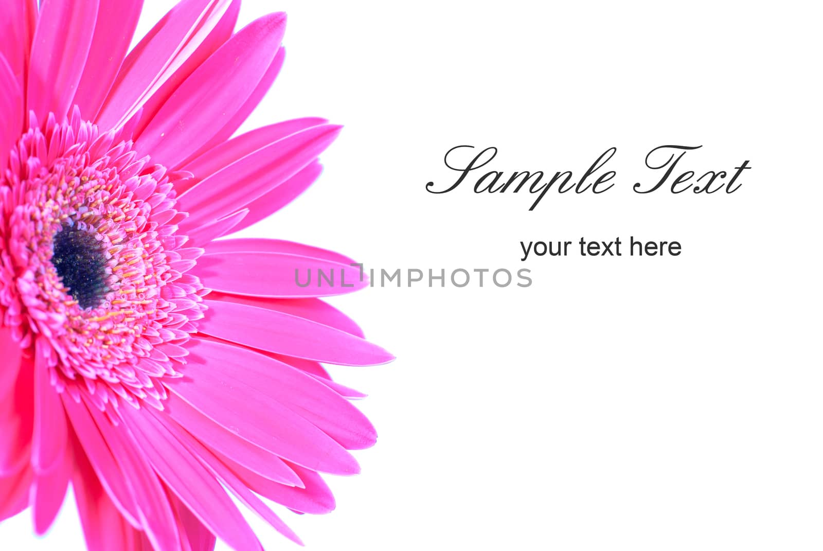 Purple flower gerbera by vapi