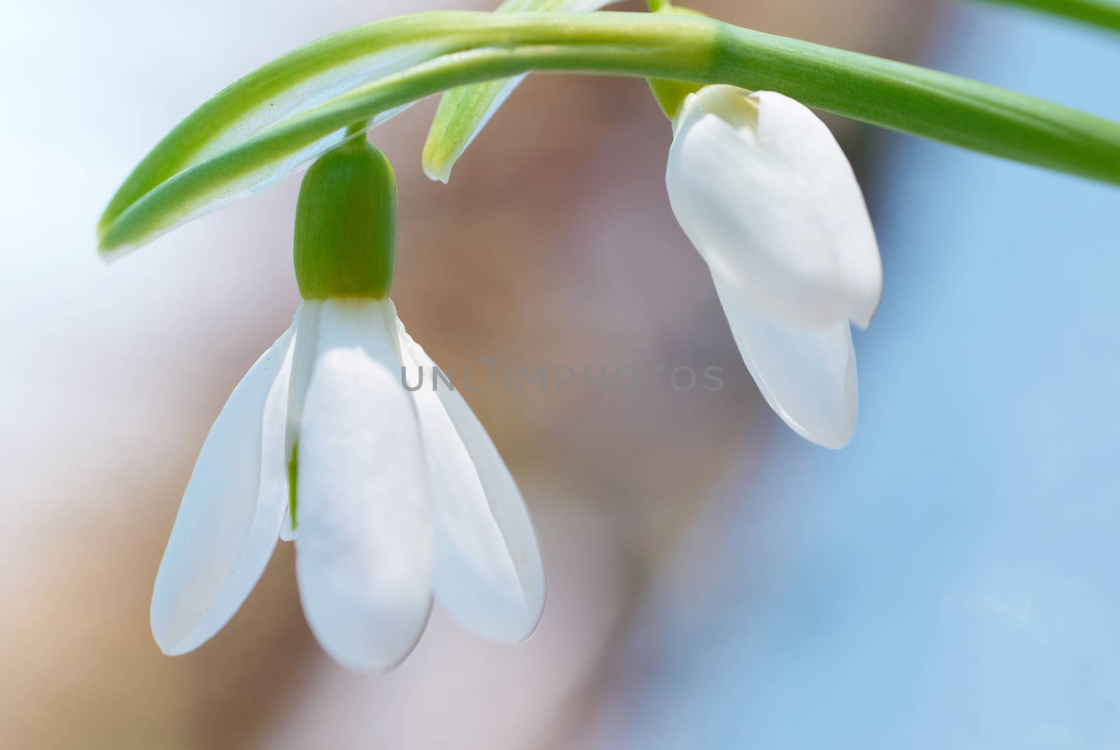 Spring snowdrop flowers with snow in the forest