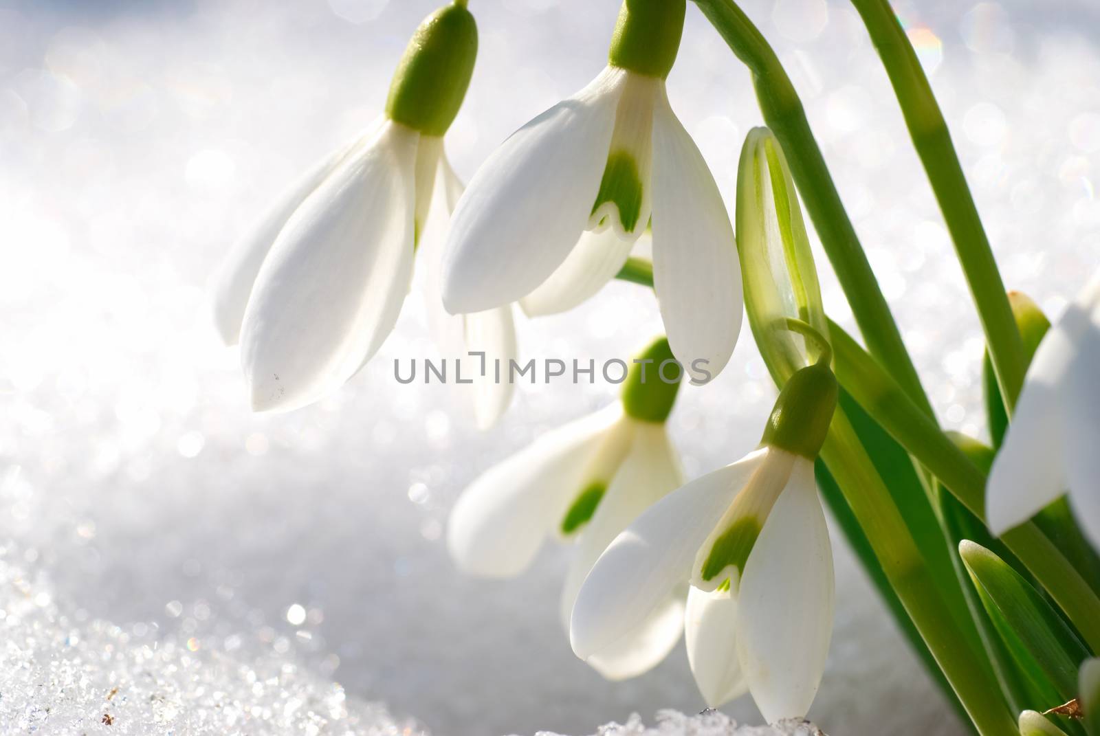 Spring snowdrop flowers with snow in the forest