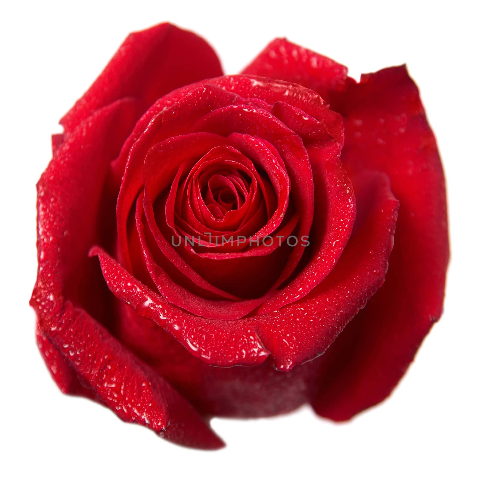 Red rose bud macro isolated on white background