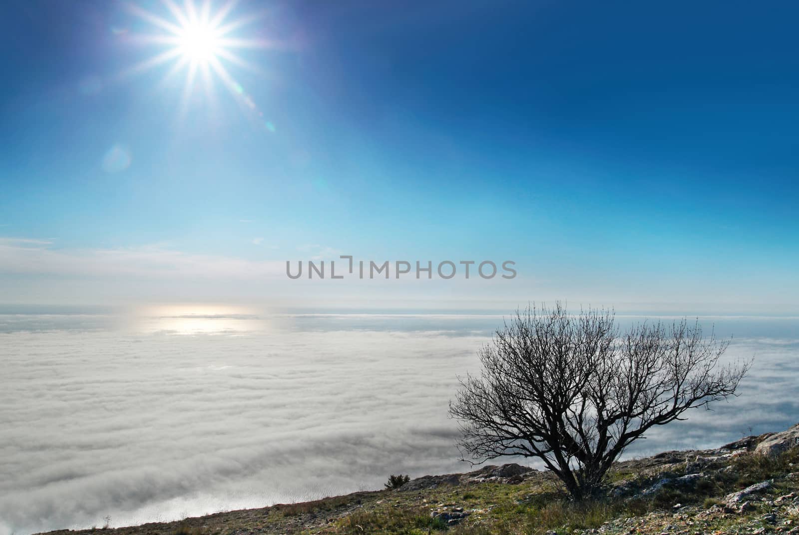 Lonely tree with clouds by vapi