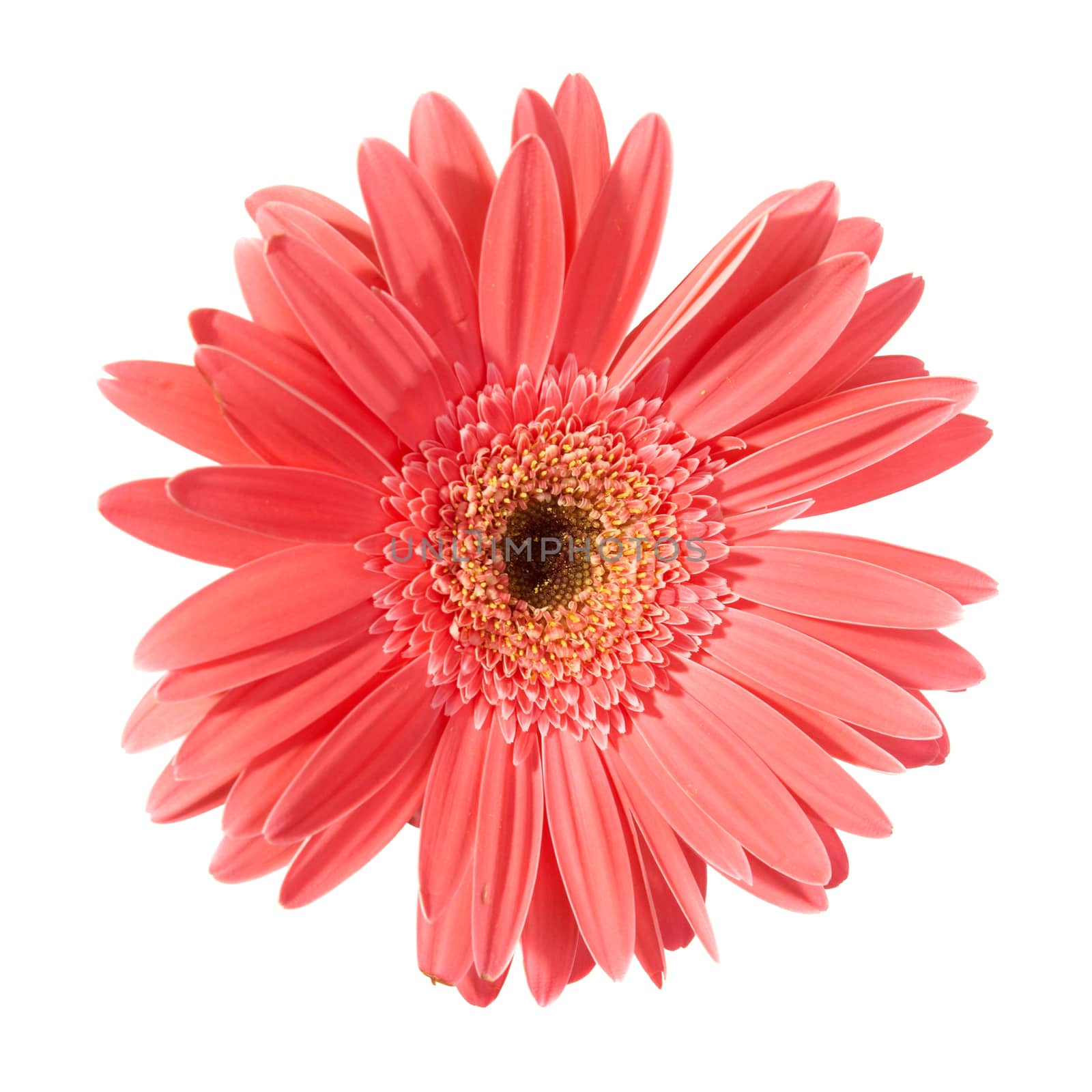 Red flower gerbera by vapi